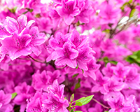 symbol_flower.png